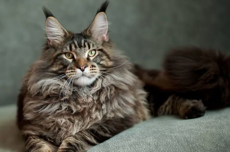 Maine Coon