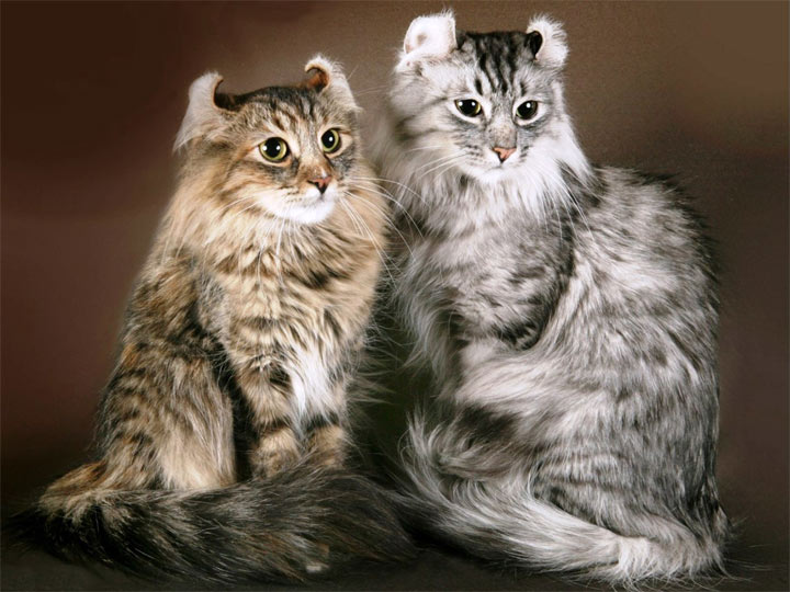 American Curl