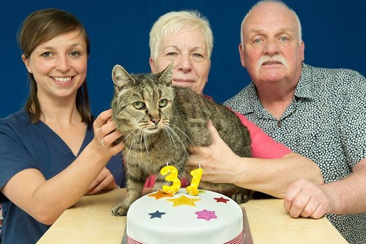 Un chat âgé de 31 ans