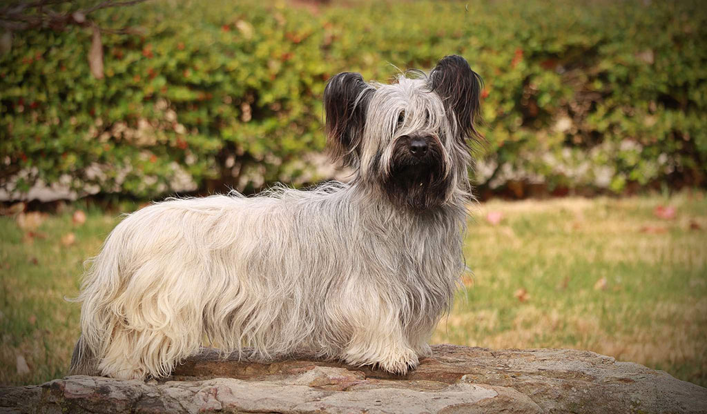 standards de la race Skye Terrier