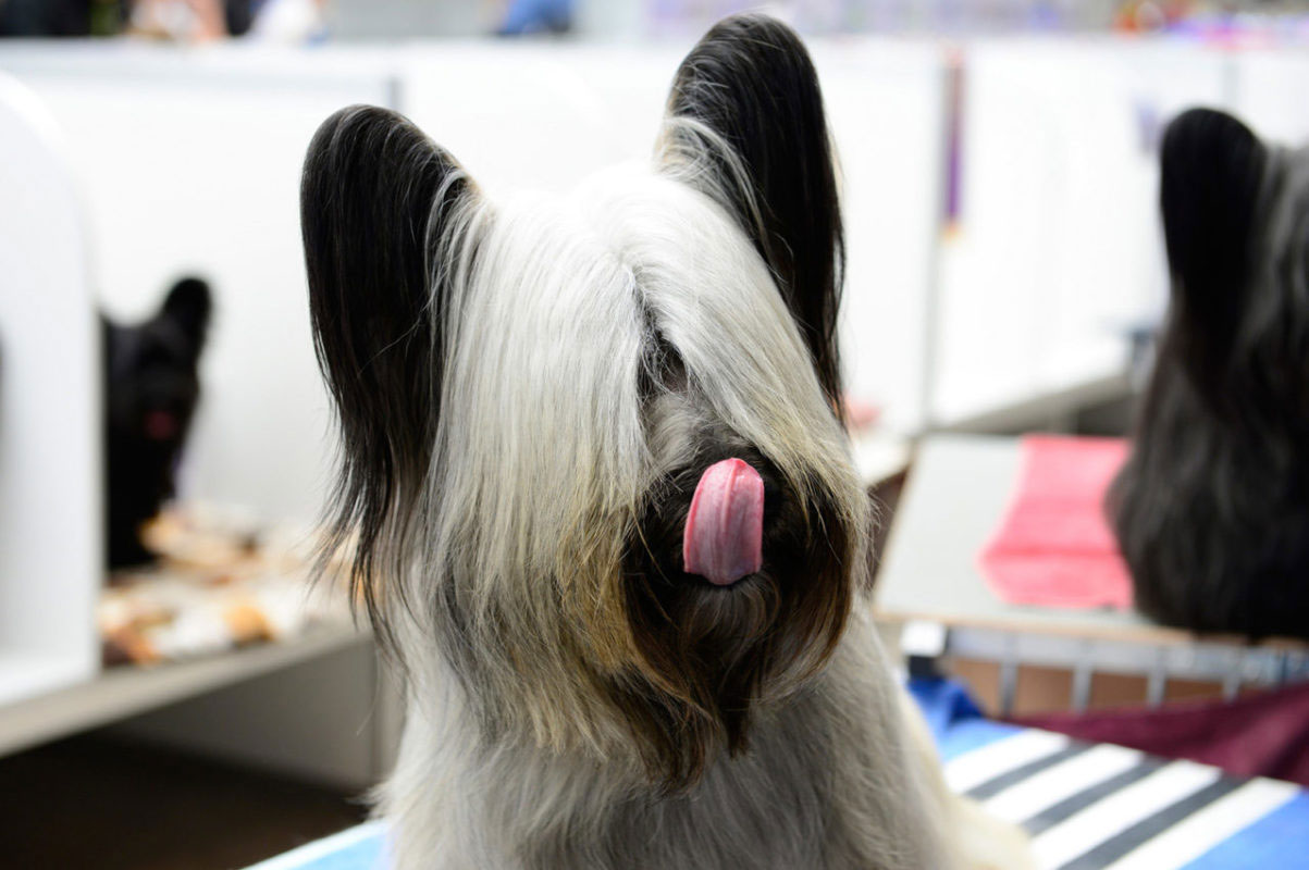 Skye Terrier - traits de personnalité