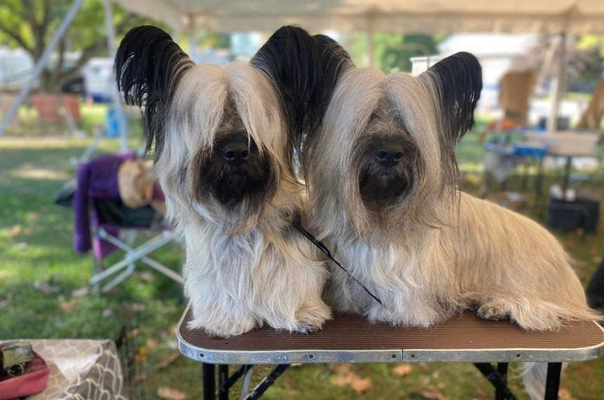 Élever un Skye Terrier