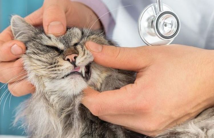 Examen de la cavité buccale du chat par un vétérinaire