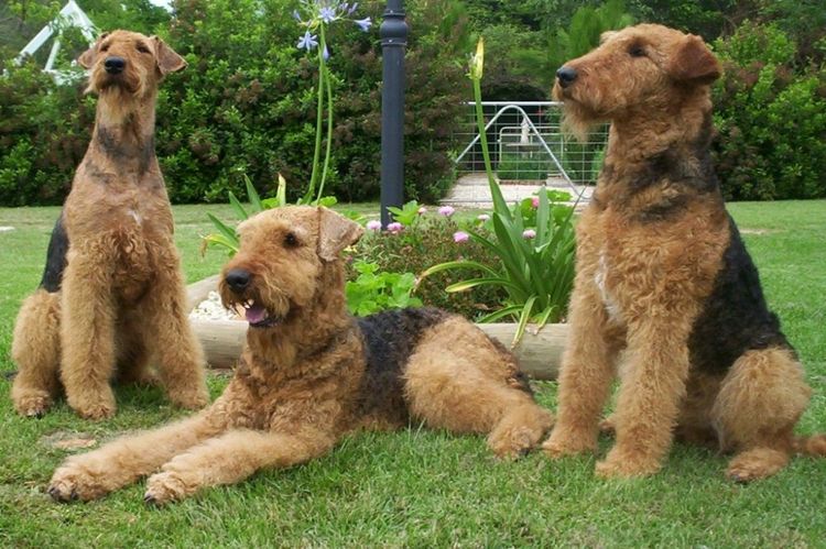 airedale