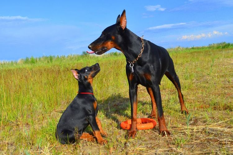 Doberman