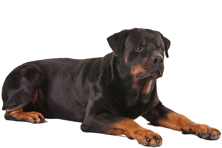 Rottweiler