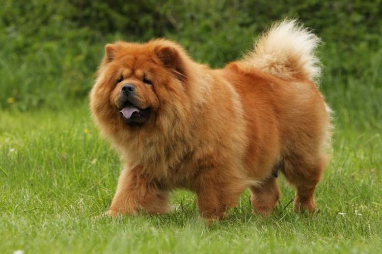 Chow-chow