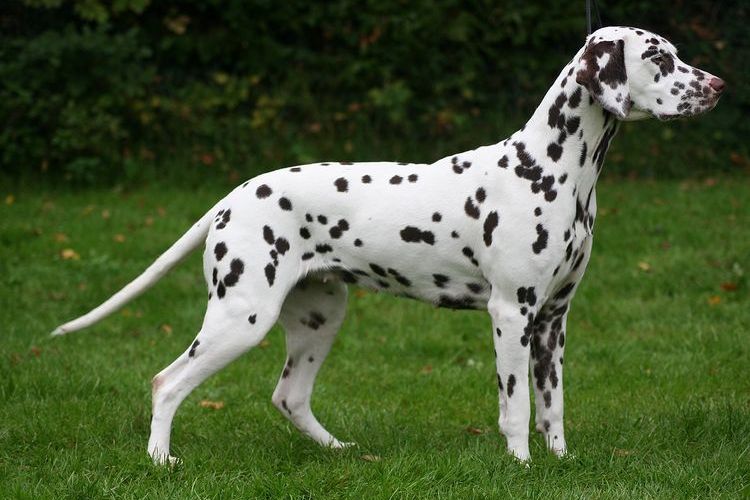 dalmatien