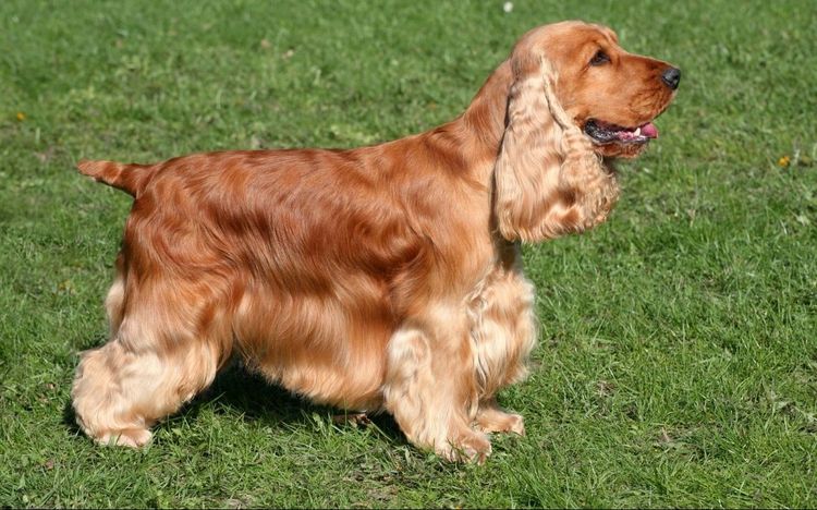 Cocker Spaniel américain