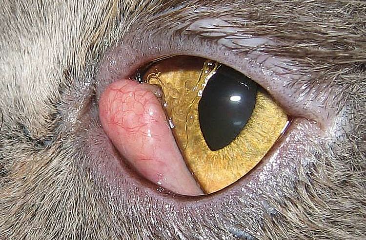 Troisième paupière chez un chat