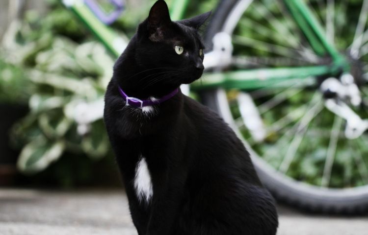 Un chat noir portant un collier anti-puces