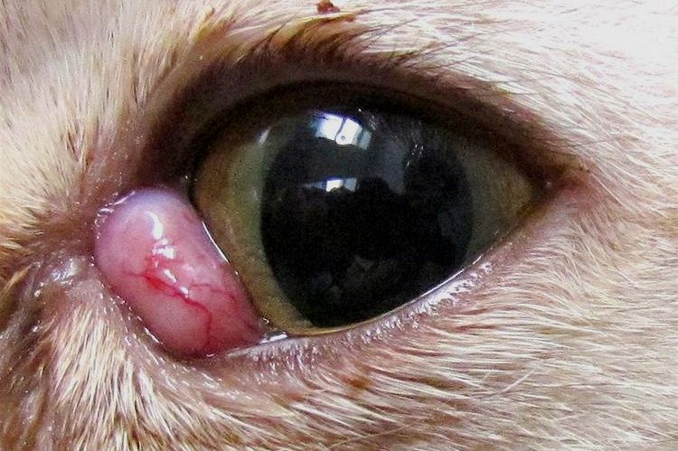 Adénome de la troisième paupière chez un chat