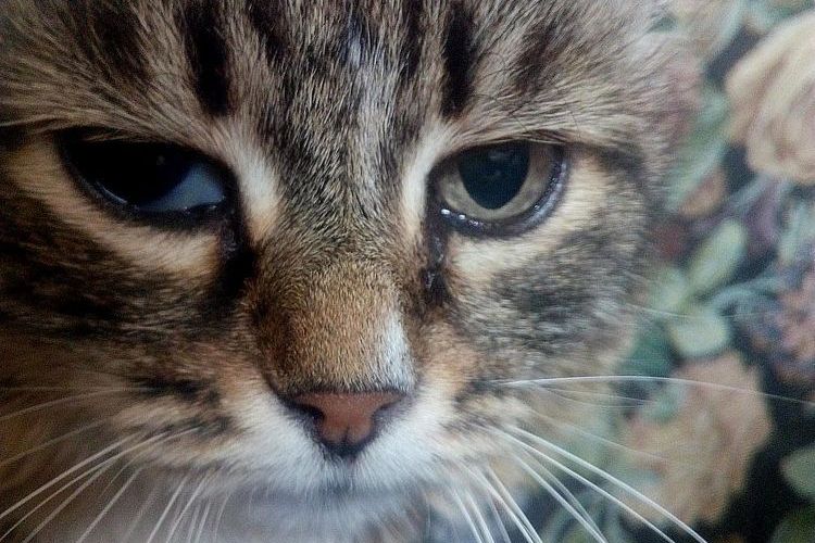 Prolapsus de la membrane nictitante chez les chats