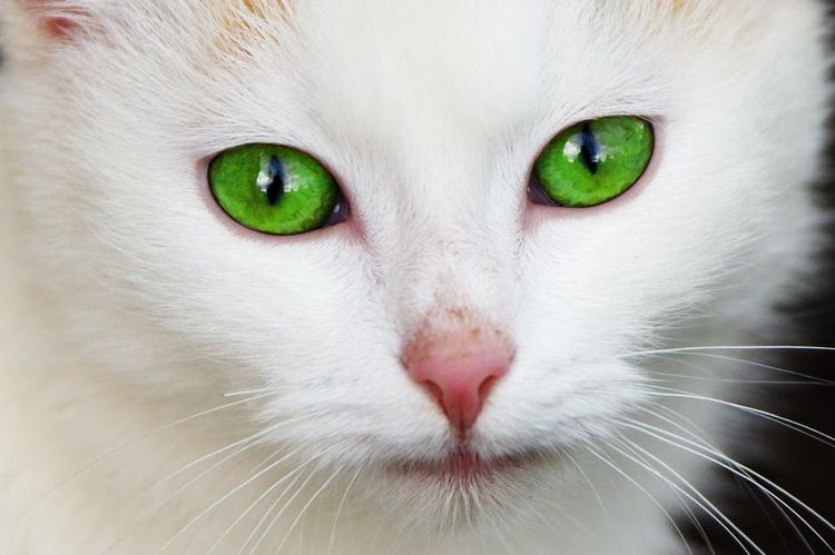 Un chat aux yeux verts