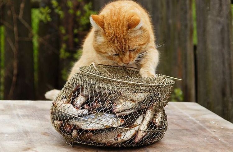 Le Chat et le Poisson
