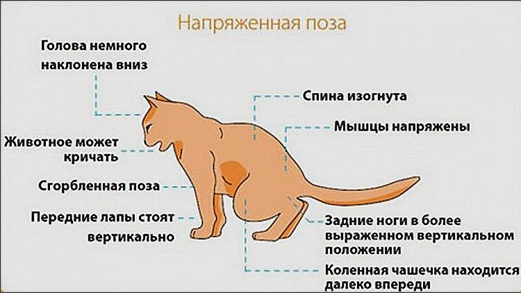 Problèmes urinaires chez les chats