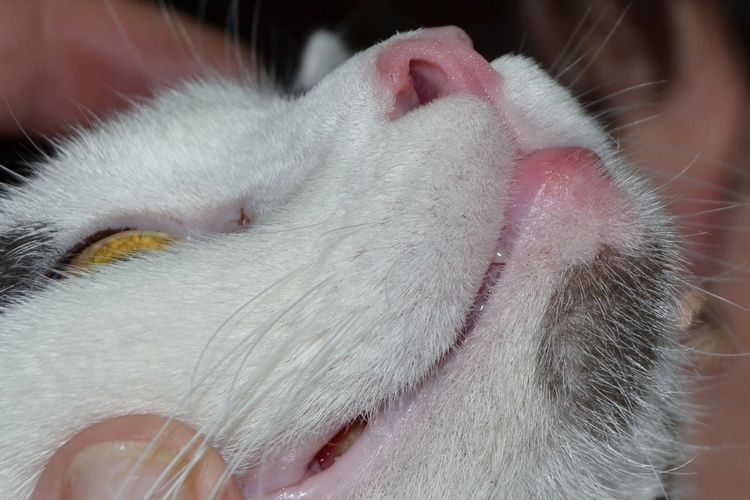Une tumeur sur la lèvre inférieure d'un chat