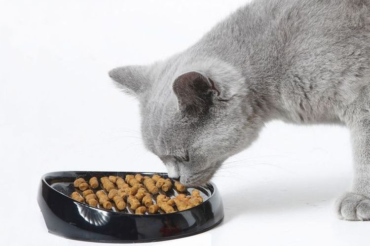 Le chat est en train de manger