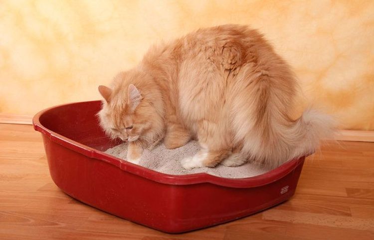 Un chat duveteux dans sa litière