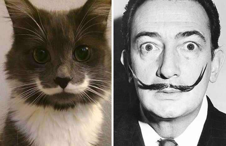 Le chat ressemble à Salvador Dali