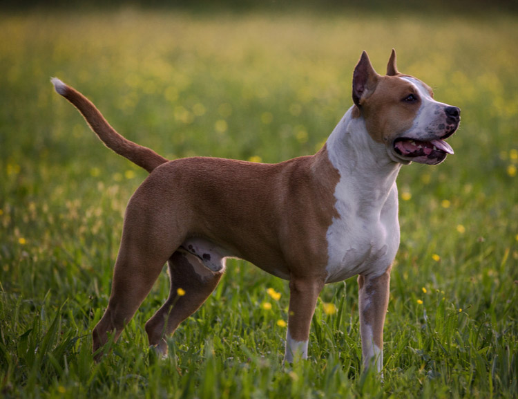 race de chien Amstaff