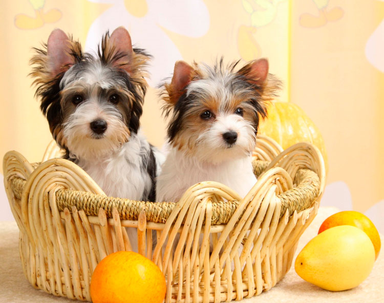 Chiots Yorkshire Biewer