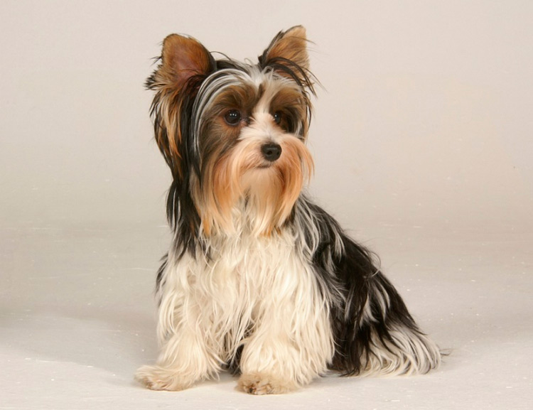 standard de castor de York