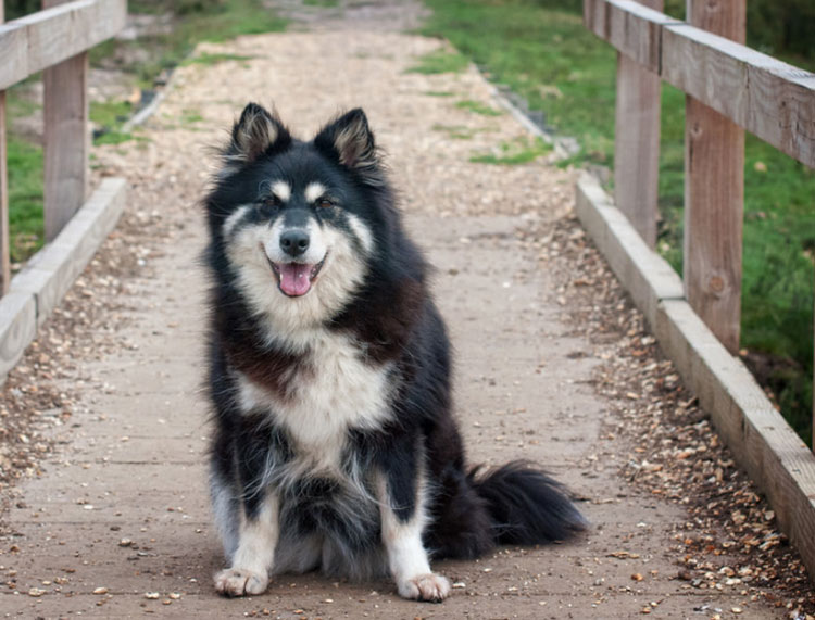 Pomsky ou Lapphund