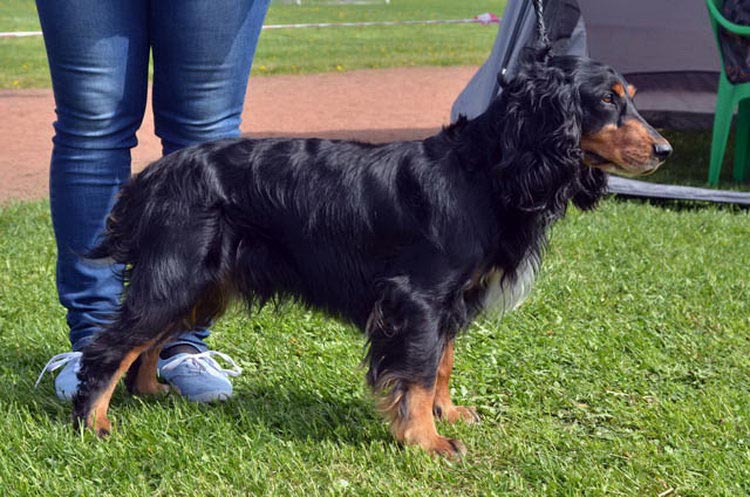 épagneul de chasse russe fauve