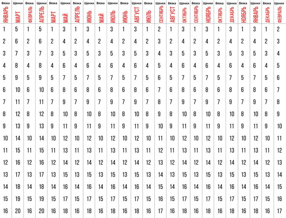Tableau de gestation chez la chienne (première moitié du mois)