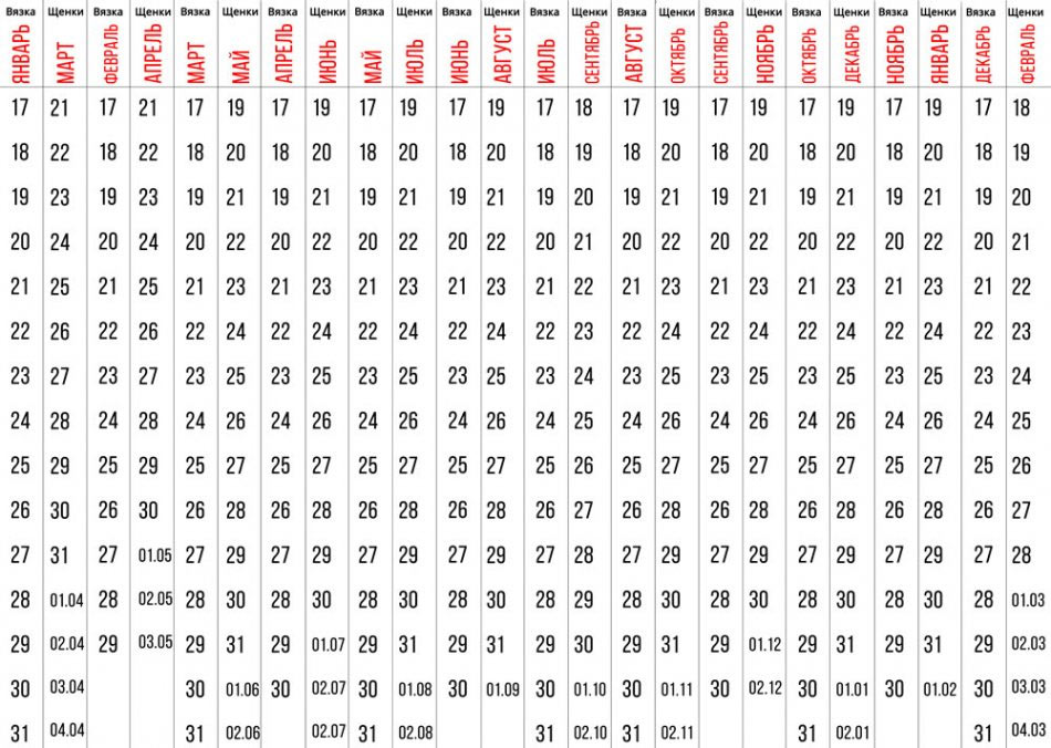 Tableau de gestation chez la chienne (seconde moitié du mois)