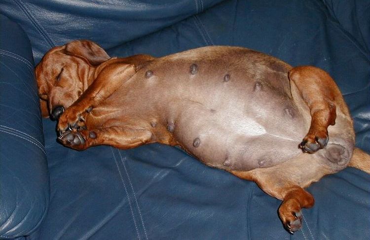 La teckel est enceinte