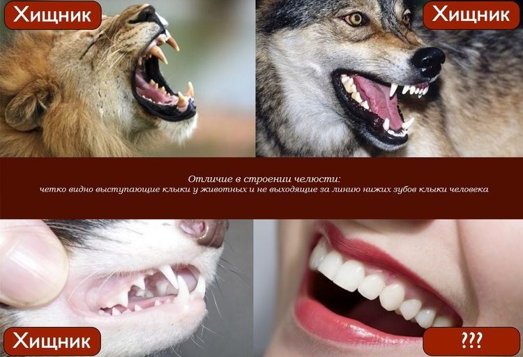 La différence de structure de la mâchoire d'un prédateur et d'un humain