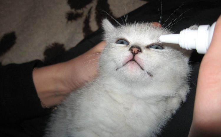On met des gouttes dans les yeux du chaton