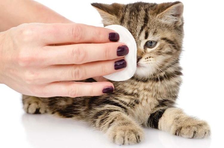 Caresser les yeux d'un chaton