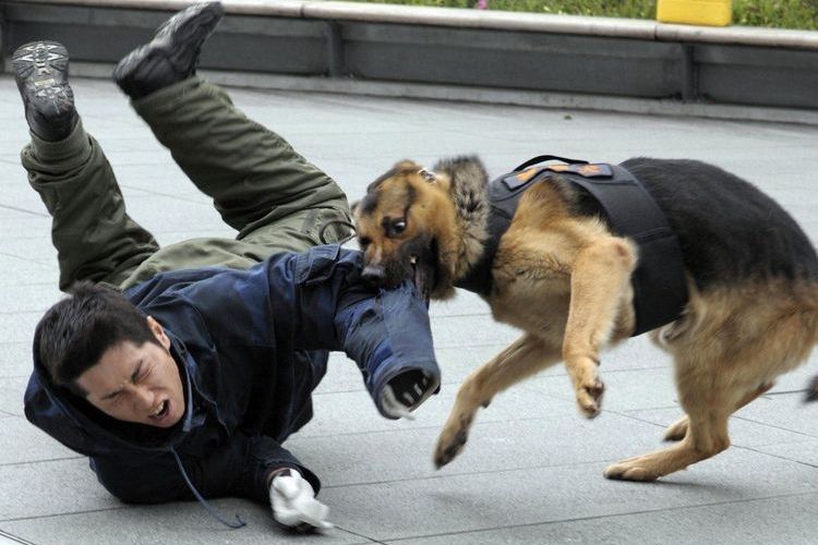 Un chien de berger a laissé tomber un homme