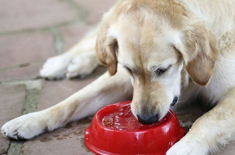Le chien boit de l'eau