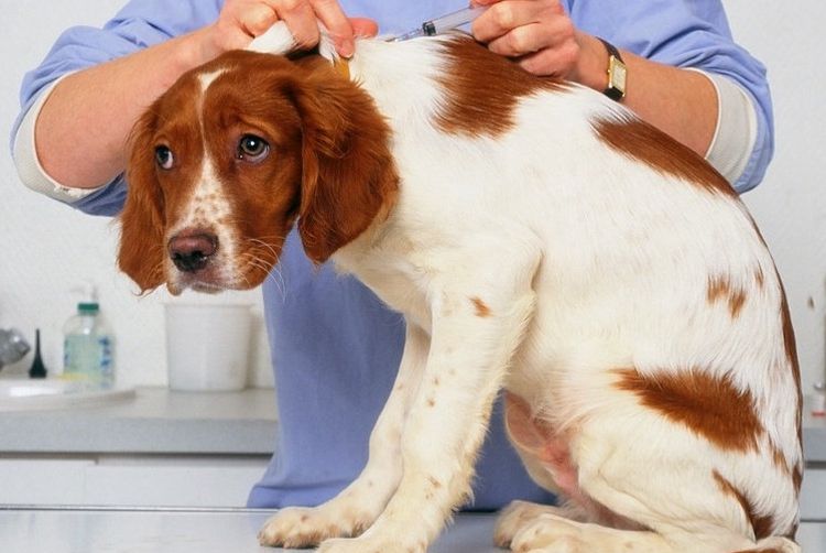 Injection pour chien