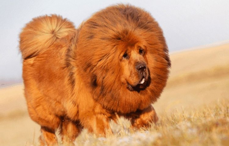 Chow-chow