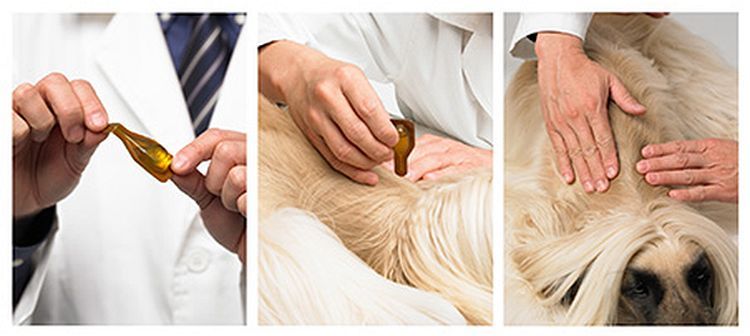 Comment utiliser Essential 6 pour les chiens