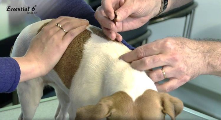 Comment utiliser Essential 6 pour les chiens