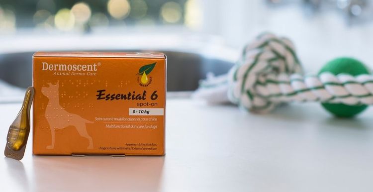 Les 6 essentiels pour les chiens