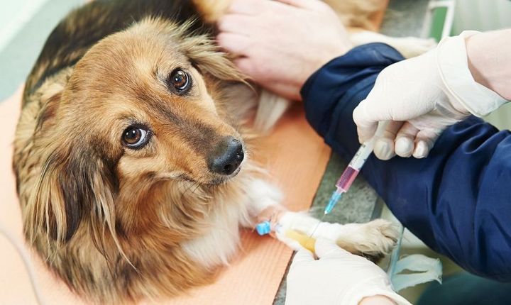 Injection pour chien