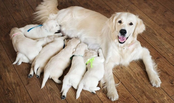 Un chien avec des chiots