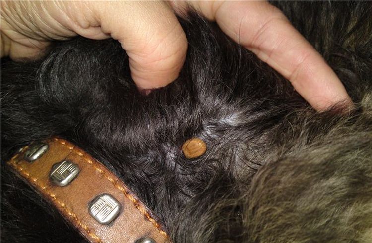 Une tique sur un chien