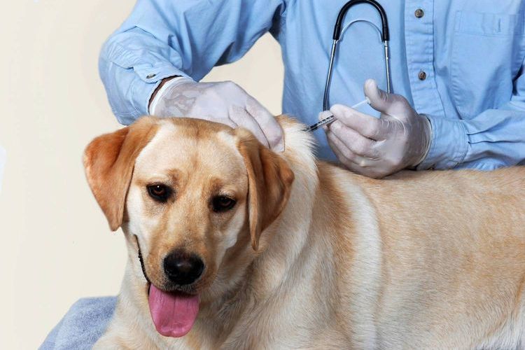 Vaccination pour un chien