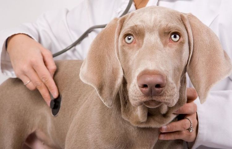 Chien chez le vétérinaire