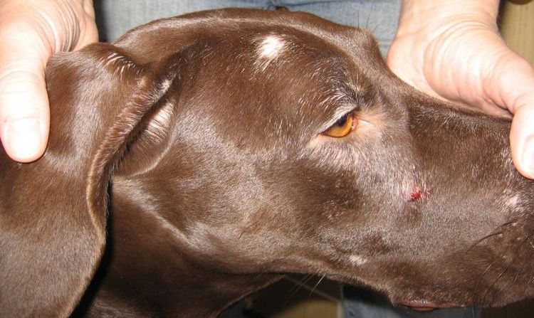 La gale démodécique chez un chien