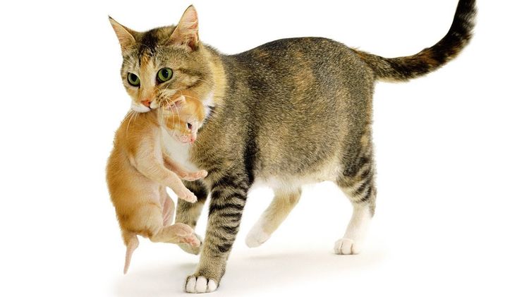 Une chatte porte un chaton