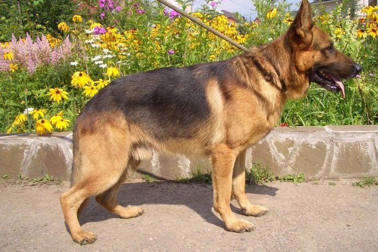 Rachitisme chez un jeune berger